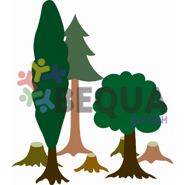 Mischwald nach  Waldarbeit 171120